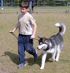 Grey Shaman on Kamiakan Trail (Shaman)